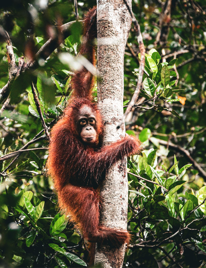 borneo_0001_orangutan-14