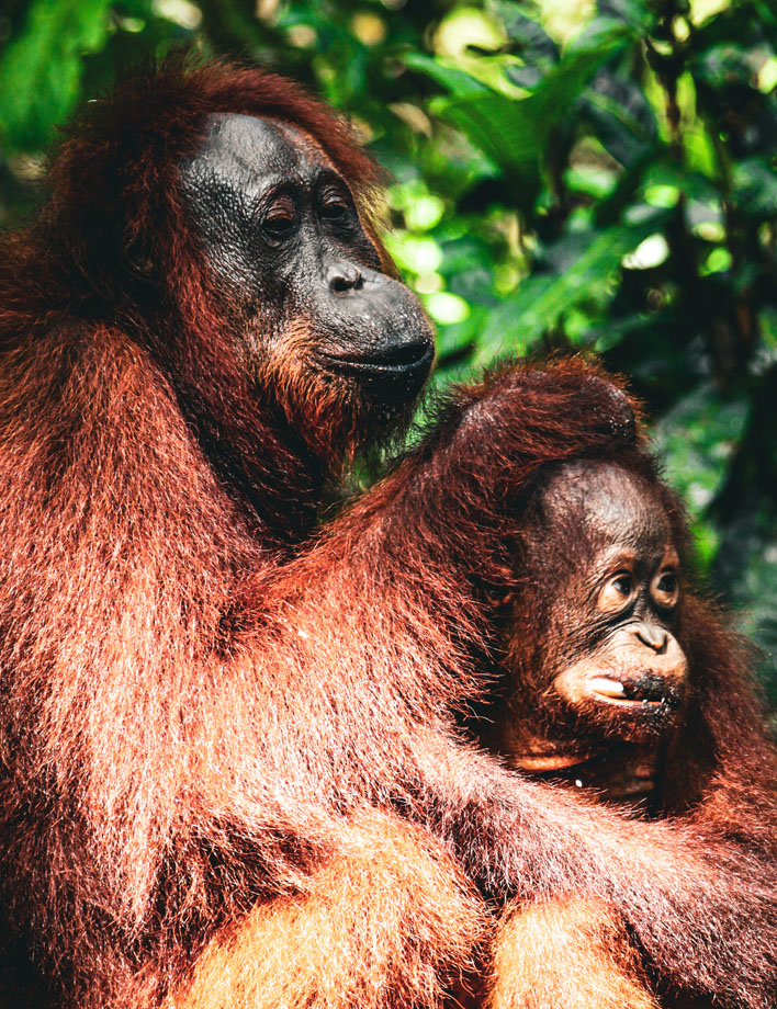 borneo_0008_orangutan-7