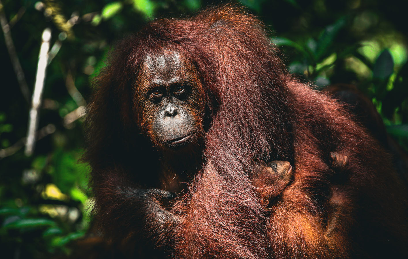 borneo_0025_orangutan-21