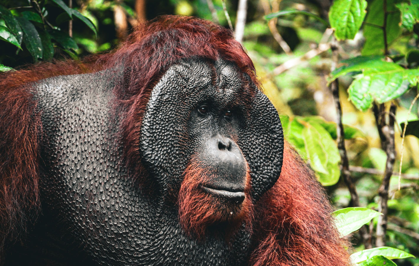 borneo_0027_orangutan-19