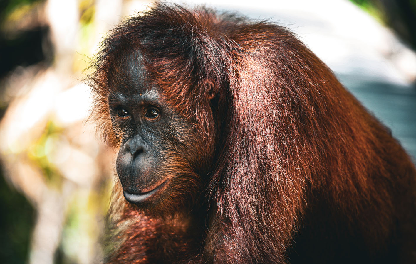borneo_0039_orangutan-7